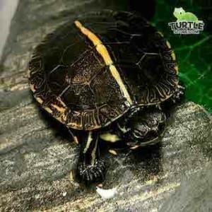 websites to buy turtles