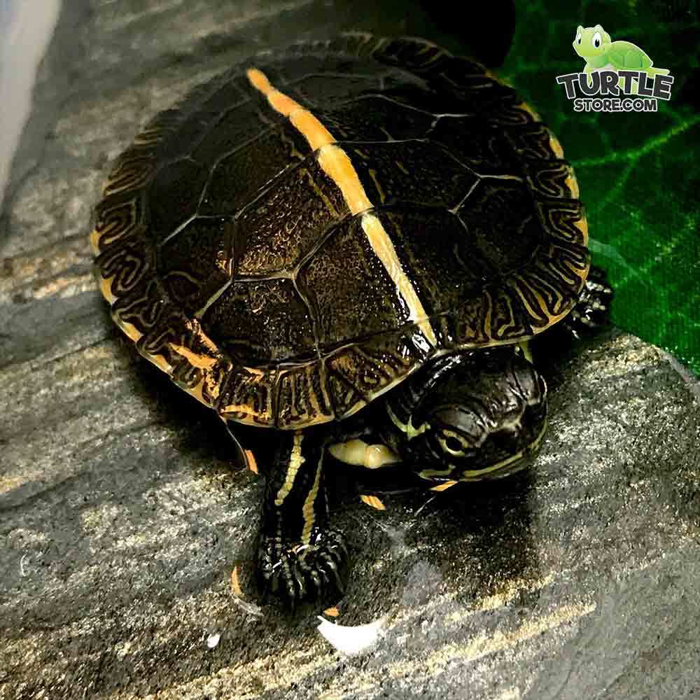 painted turtle for sale