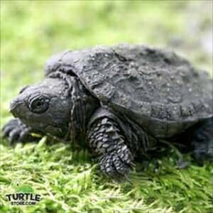 snapping turtles for sale