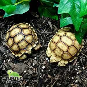 Sulcata tortoise for sale