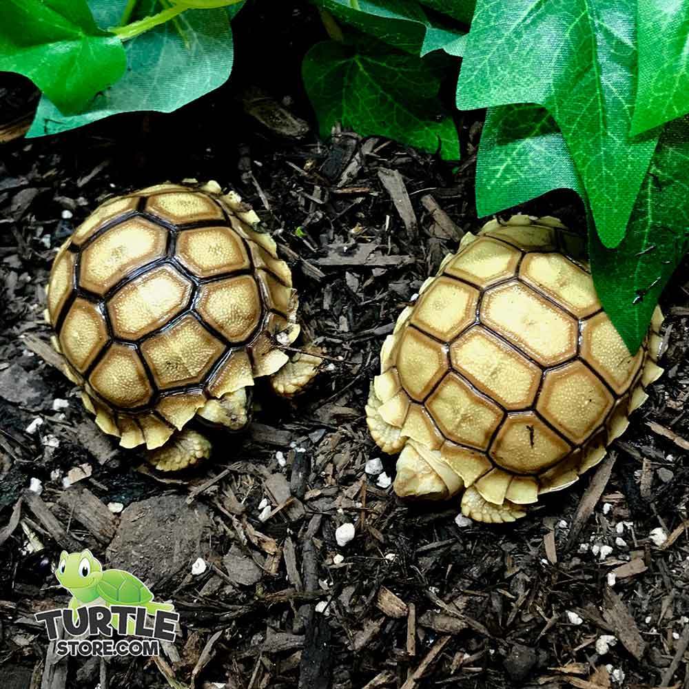 Sulcata tortoise for sale