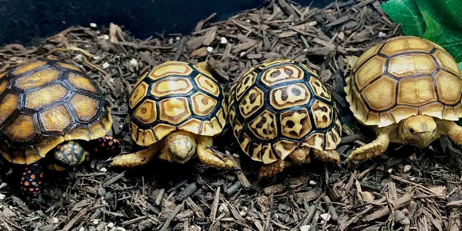 places to buy a tortoise near me