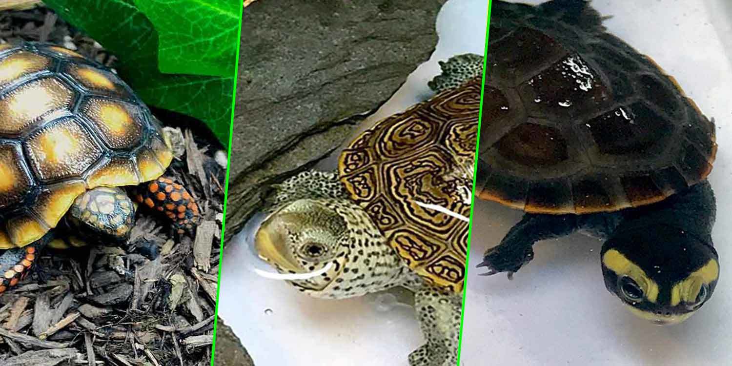 websites to buy turtles