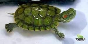 small turtles for sale