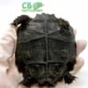 Burmese Black mountain tortoise