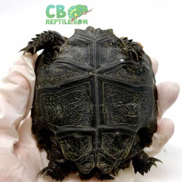 Burmese Black mountain tortoise