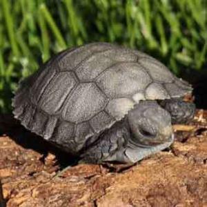 Burmese brown mountain tortoise