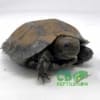 Burmese mountain tortoise for sale
