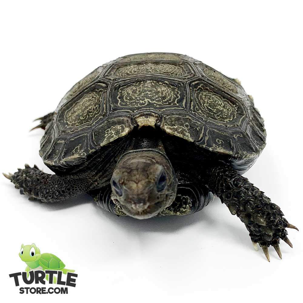 Burmese mountain tortoise for sale