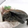 baby Burmese Mountain tortoise