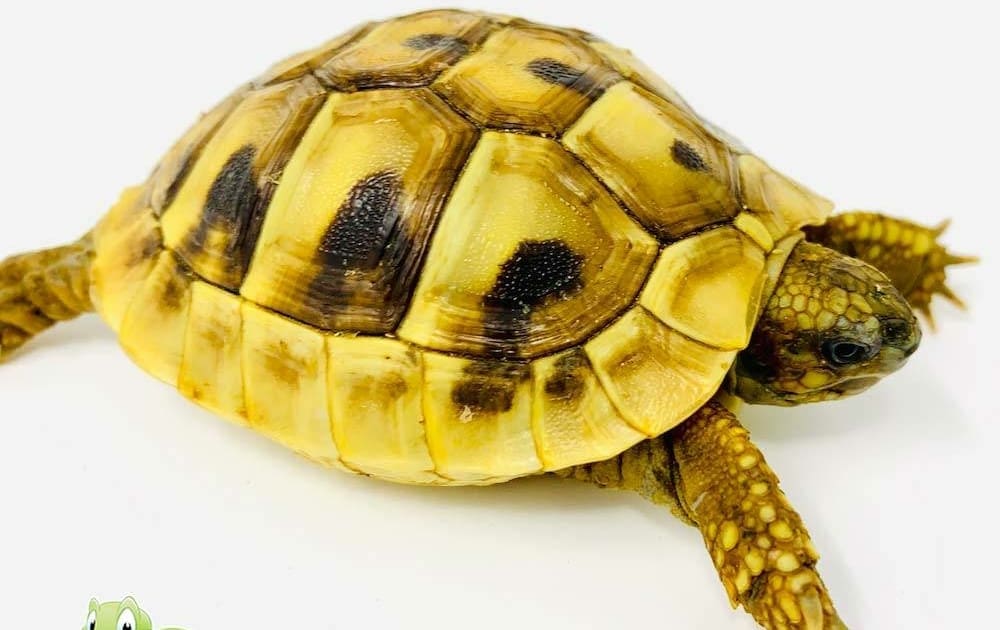 Eastern Hermann's tortoise care sheet