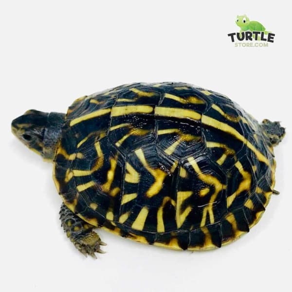 baby box turtle for sale