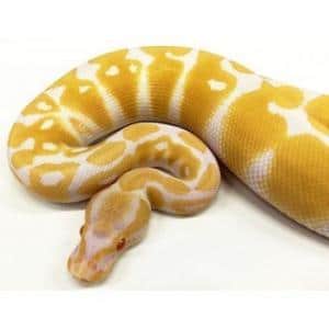 ball python for sale near me