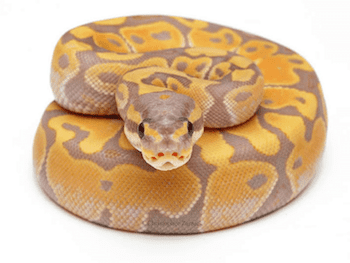 ball pythons for sale online | baby ball python for sale cheap near me