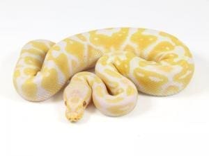 ball python morphs