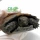 black mountain tortoise for sale