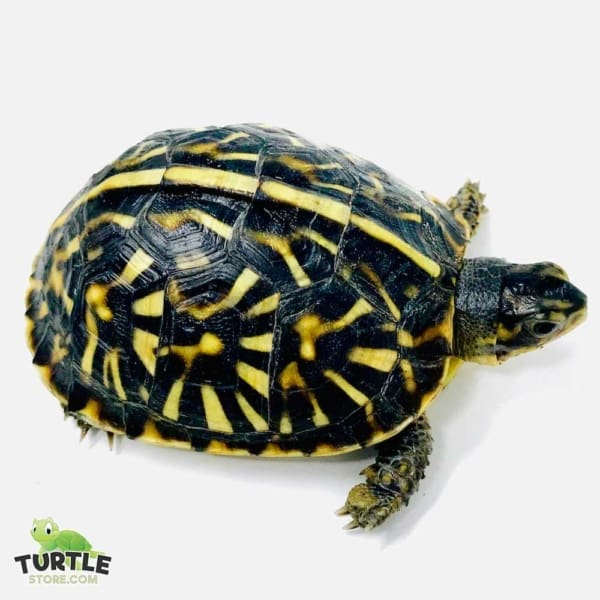 box turtle for sale