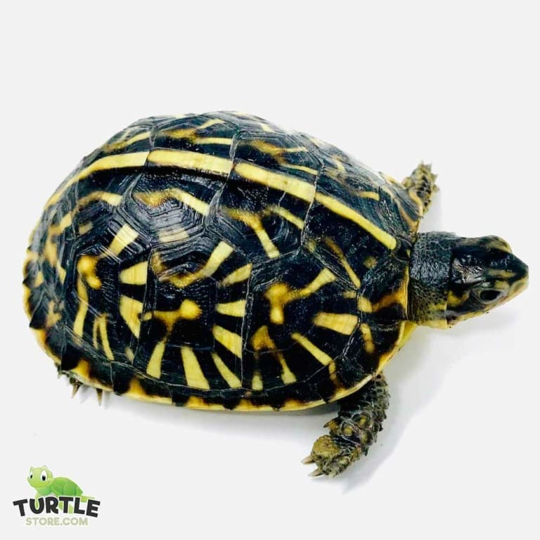 Box turtles for sale near me baby Eastern Box turtle for sale online
