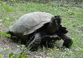 Burmese black mountain tortoise for sale