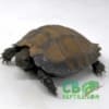Burmese black mountain tortoise for sale