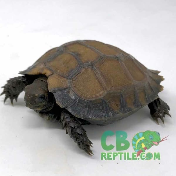 Burmese black mountain tortoise for sale