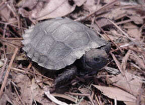 burmese black tortoise