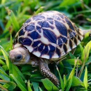 baby Burmese star tortoise for sale