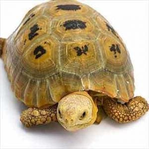 elongated tortoise for sale