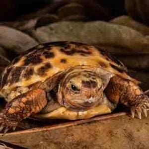 forstens tortoise for sale online