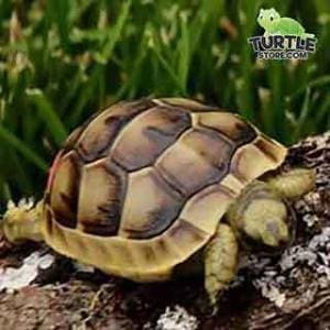 greek tortoise for sale