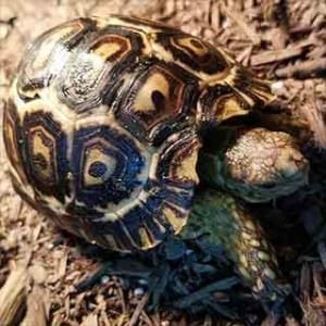 hybrid leopard tortoise for sale