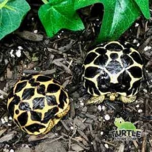 indian star tortoise size