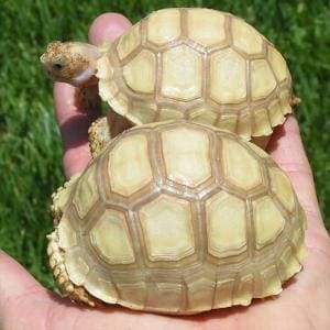 Ivory Sulcata tortoise