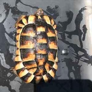 marginated tortoise for sale