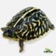 ornate box turtle