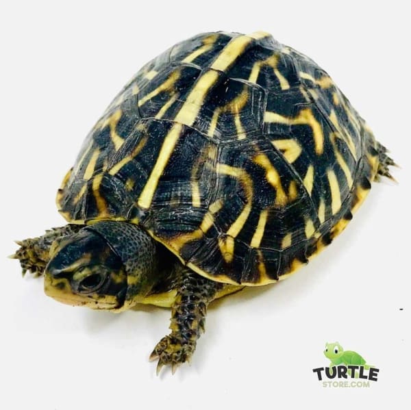 ornate box turtle