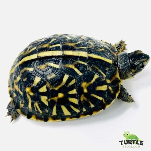 ornate box turtle for sale