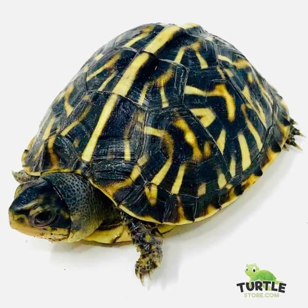 ornate box turtle for sale