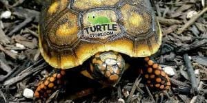 cherry head red foot tortoise enclosure