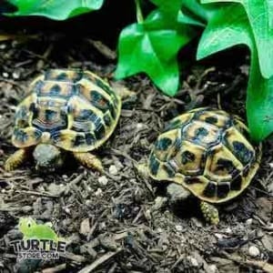 small tortoise for sale