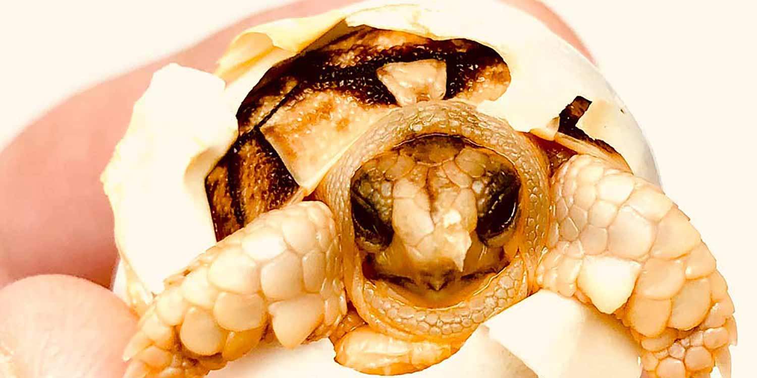 Small baby best sale tortoise