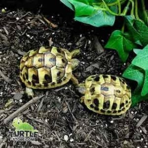 small tortoise species