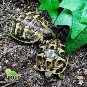 western hermann's tortoise humidity