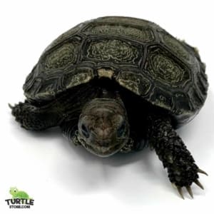 Burmese Brown Mountain Tortoise For Sale Online Baby Mountain