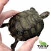 Burmese Mountain tortoise for sale