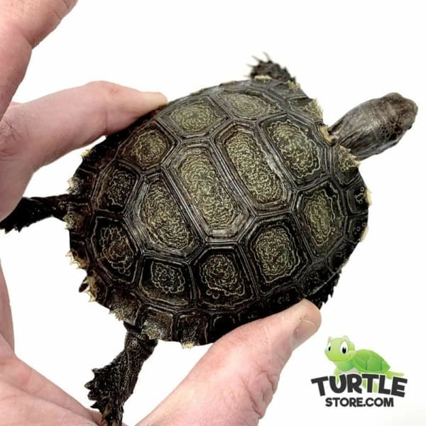 Burmese Mountain tortoise for sale