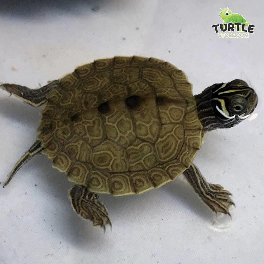 baby map turtles for sale