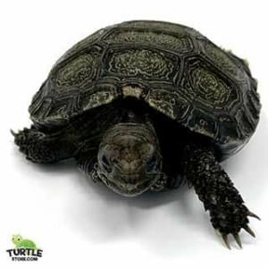 Burmese mountain tortoises for sale