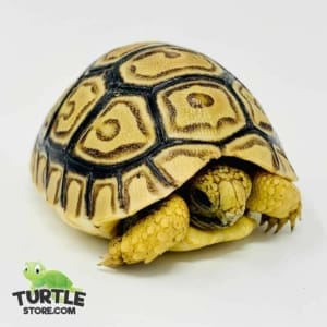 leopard tortoise for sale