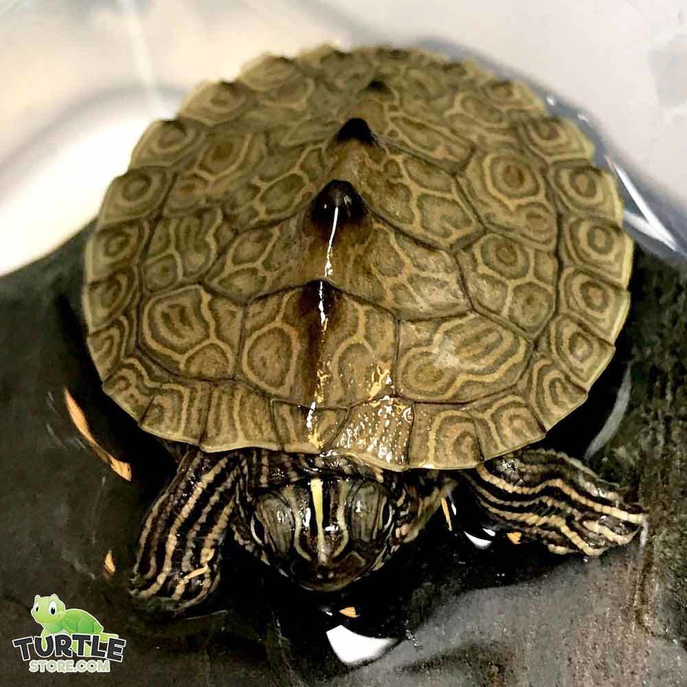 Mississippi Map turtle for sale